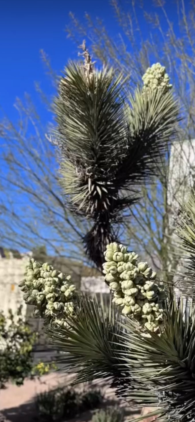 Recalibration Retreat at Yucca Shala, CA  March 5-March 9, 2026