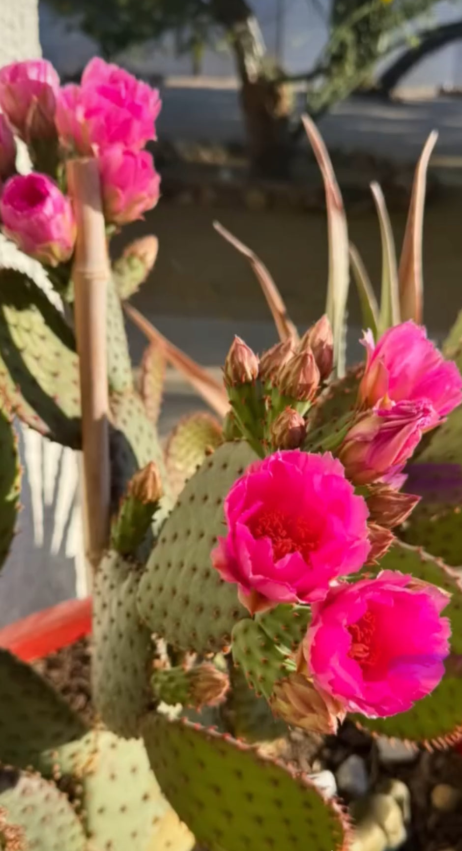 Recalibration Retreat at Yucca Shala, CA  March 5-March 9, 2026